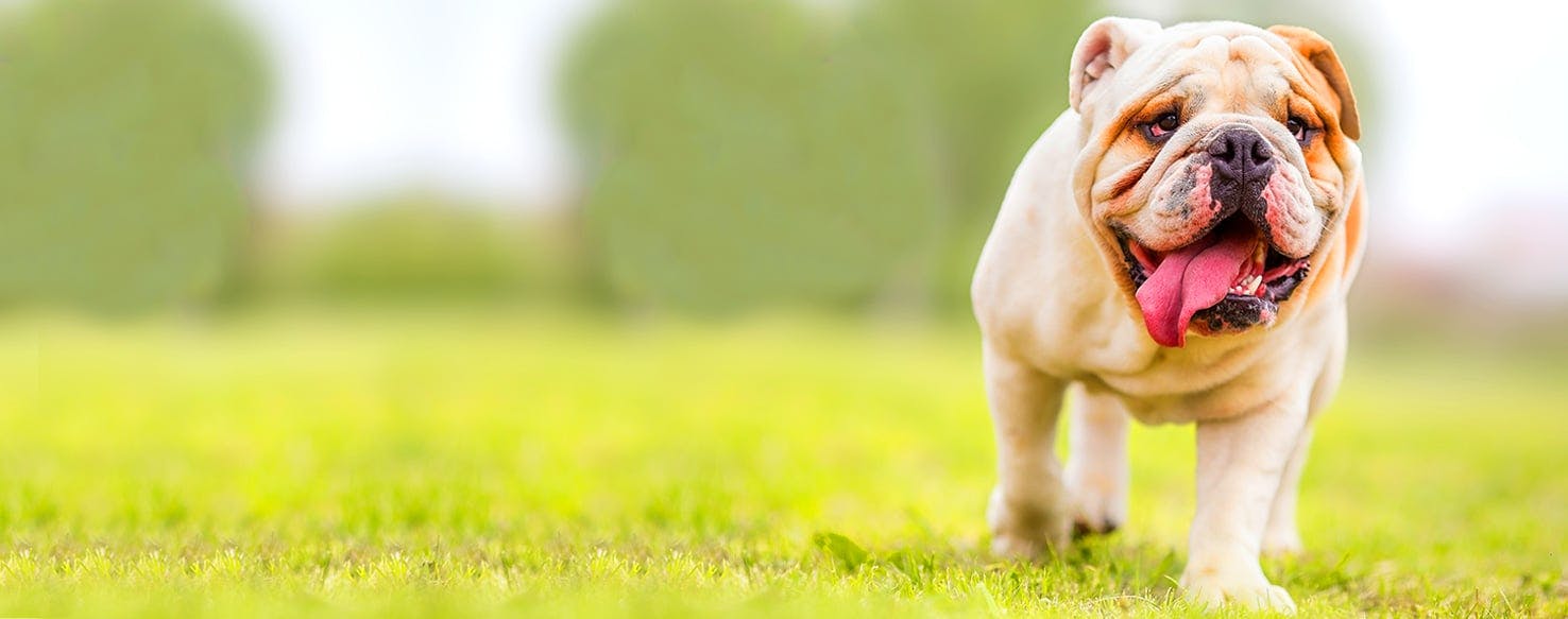 The Seven Deadly Sins Inspired Dog Names Popular Male and Female